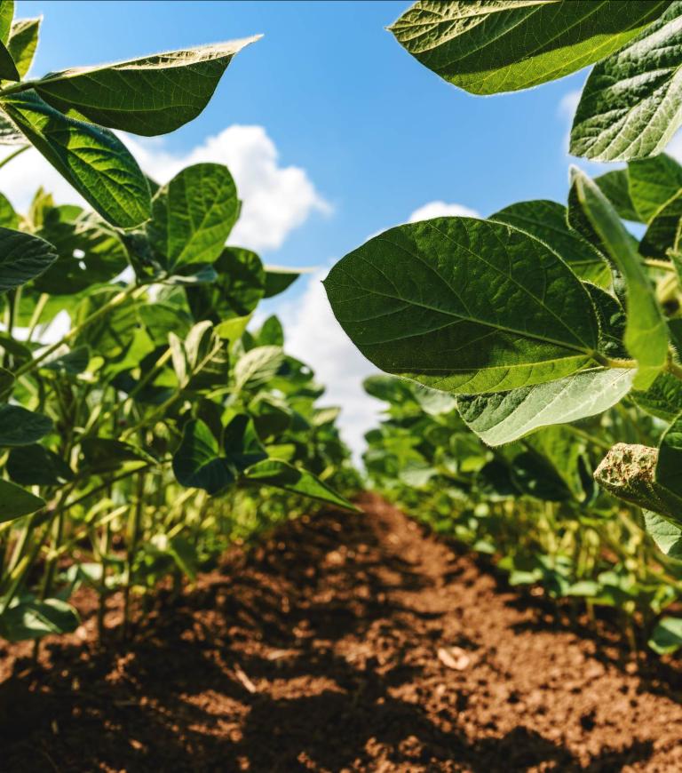 young green soybean crop seedling plants